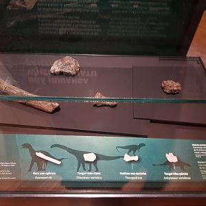 New Zealand Dinosaurus-Ngā Taniwha o Rūpapa | Dinosaurs of Patagonia, Te Papa