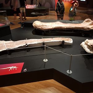 Patagotitan mayorum (Rib, Humerus, Femur) Ngā Taniwha o Rūpapa | Dinosaurs of Patagonia, Te Papa