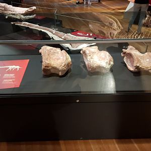 Patagotitan mayorum (Caudal Verts) Ngā Taniwha o Rūpapa | Dinosaurs of Patagonia, Te Papa