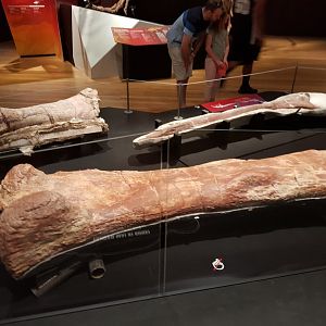 Patagotitan mayorum (Femur) Ngā Taniwha o Rūpapa | Dinosaurs of Patagonia, Te Papa