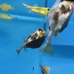 Buffalo Trunkfish (Lactophrys trigonus)