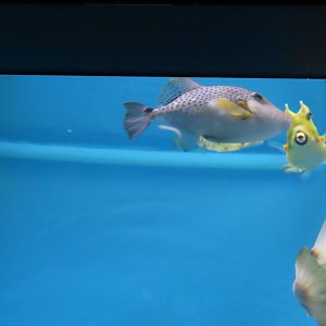 Spotted triggerfish (Balistes punctatus)