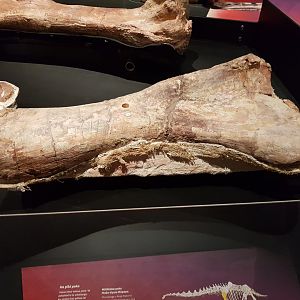 Patagotitan mayorum (Humerus) Ngā Taniwha o Rūpapa | Dinosaurs of Patagonia, Te Papa