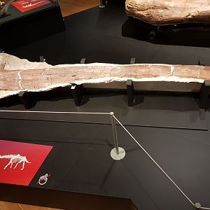 Patagotitan mayorum (Rib) Ngā Taniwha o Rūpapa | Dinosaurs of Patagonia, Te Papa