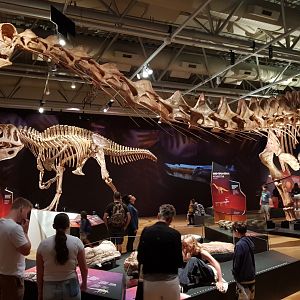 Patagotitan mayorum Ngā Taniwha o Rūpapa | Dinosaurs of Patagonia, Te Papa