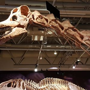 Patagotitan mayorum- Ngā Taniwha o Rūpapa | Dinosaurs of Patagonia, Te Papa