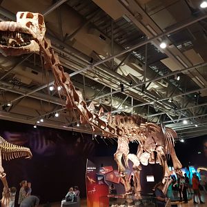 Patagotitan mayorum- Ngā Taniwha o Rūpapa | Dinosaurs of Patagonia, Te Papa