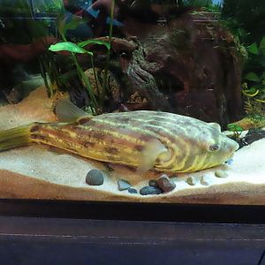 Fahaka Pufferfish (Tetraodon lineatus)