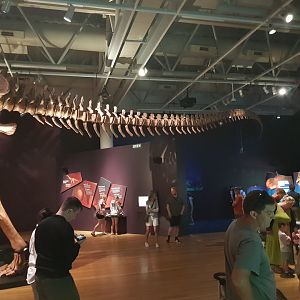 Patagotitan mayorum- Ngā Taniwha o Rūpapa | Dinosaurs of Patagonia, Te Papa