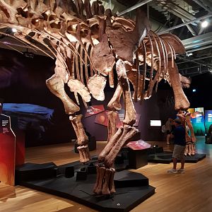 Patagotitan mayorum- Ngā Taniwha o Rūpapa | Dinosaurs of Patagonia, Te Papa