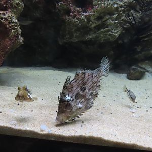 Chaetodermis penicilligerus, Canthigaster rivulata and Lactoria diaphana