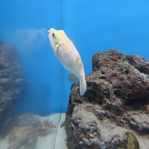 Blackspotted puffer (Arothron nigropunctatus)