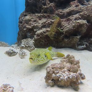 Reticulated puffer(Arothron reticularis) and Bridled burrfish(Chilomycterus antennatus)