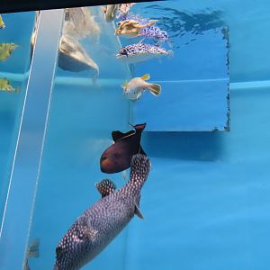 Assortment of Tetraodontiformes species