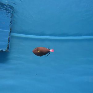 Pinktail triggerfish (Melichthys vidua)