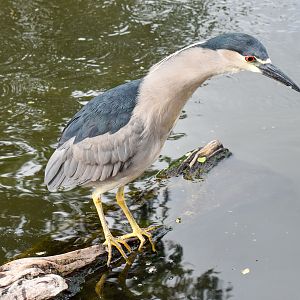 Black-crowned Night Heron