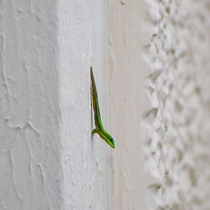 Gold Dust Day Gecko