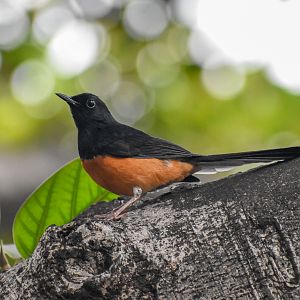 White-rumped Shama