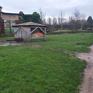 African Spurred Tortoise enclosure 3/1/24