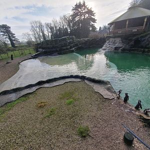 Humboldt Penguin enclosure 3/1/24