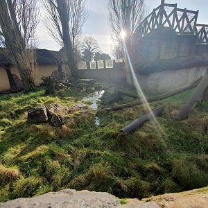 Kirk's Dik Dik enclosure 3/1/24