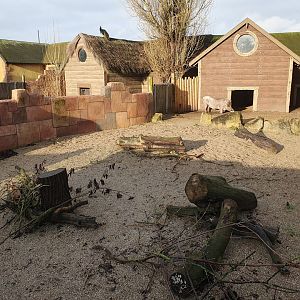 Common Warthog enclosure 3/1/24