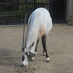 Arabian oryx