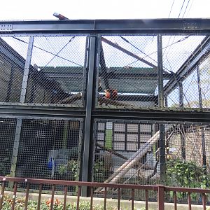 Red panda exhibit