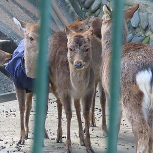 Tsushima sika deer