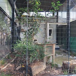 Tsushima leopard cat exhibit