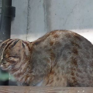 Tsushima leopard cat