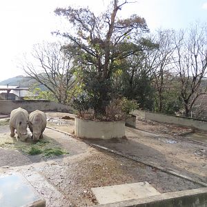 White rhino exhibit