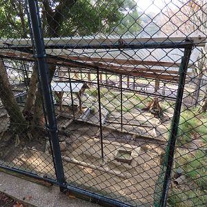 Muntjac exhibit