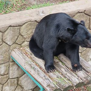 Japanese black bear