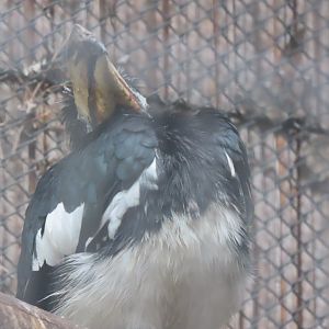 Malabar pied hornbill