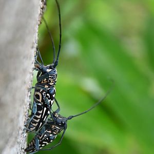 Stellognatha maculata
