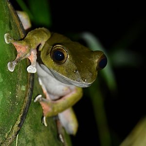 Boophis roseipalmatus