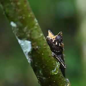 Brookesia superciliaris