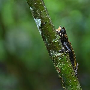 Brookesia superciliaris