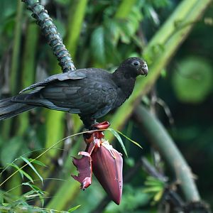 Lesser Black Parrot Coracopsis nigra