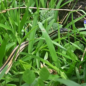 Dromicodryas quadrilineatus