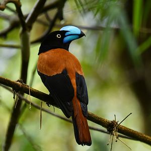 Helmet Vanga Euryceros prevostii