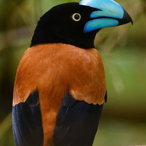 Helmet Vanga Euryceros prevostii