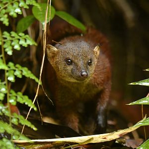 Ring-tailed vontsira (Galidia elegans)