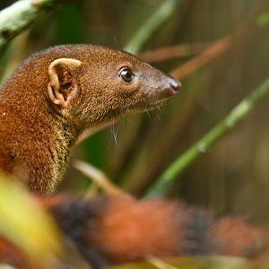 Ring-tailed vontsira (Galidia elegans)