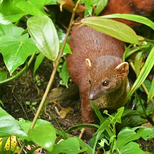 Ring-tailed vontsira (Galidia elegans)
