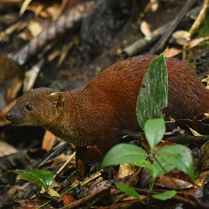 Ring-tailed vontsira (Galidia elegans)