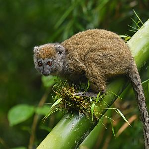Western lesser bamboo lemur (Hapalemur occidentalis)
