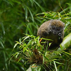 Western lesser bamboo lemur (Hapalemur occidentalis)