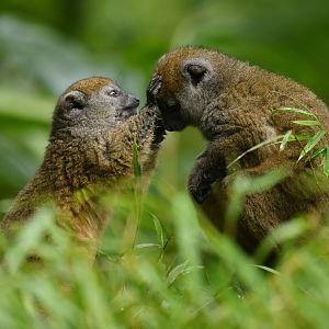 Western lesser bamboo lemur (Hapalemur occidentalis)